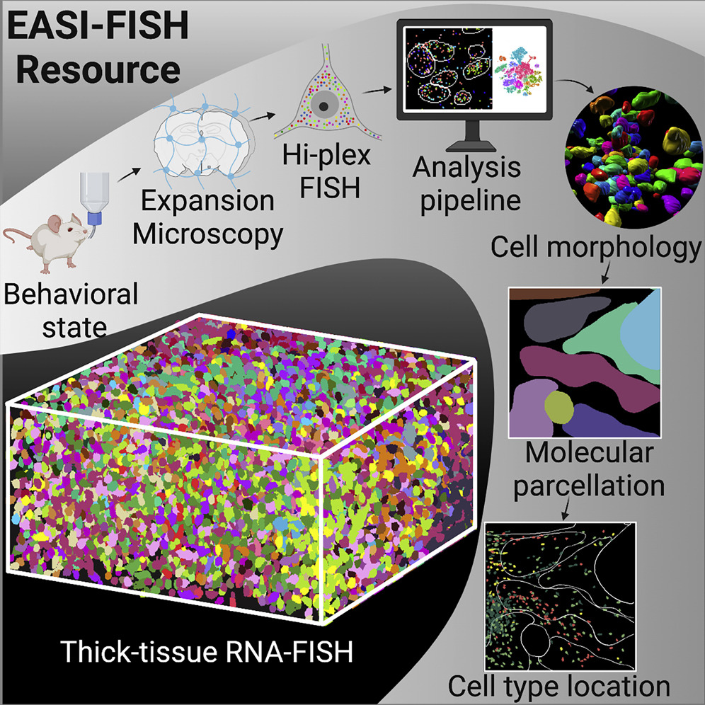 EASI-FISH